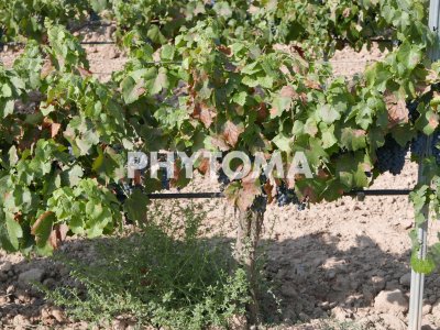 Empoasca vitis (Göthe)